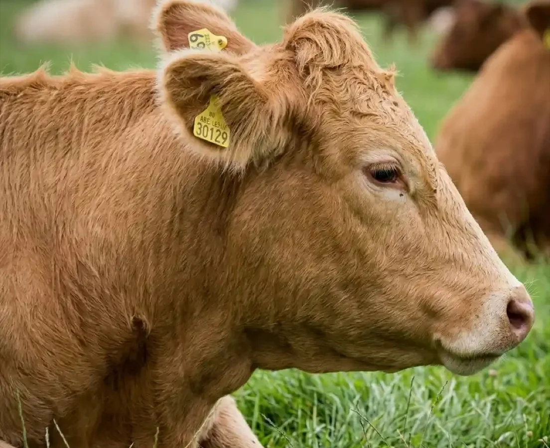 A cow resting on grass