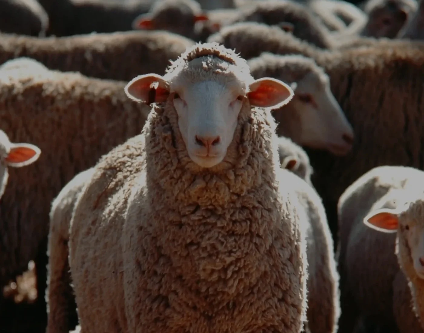 A sheep looking at the camera in front of its flock