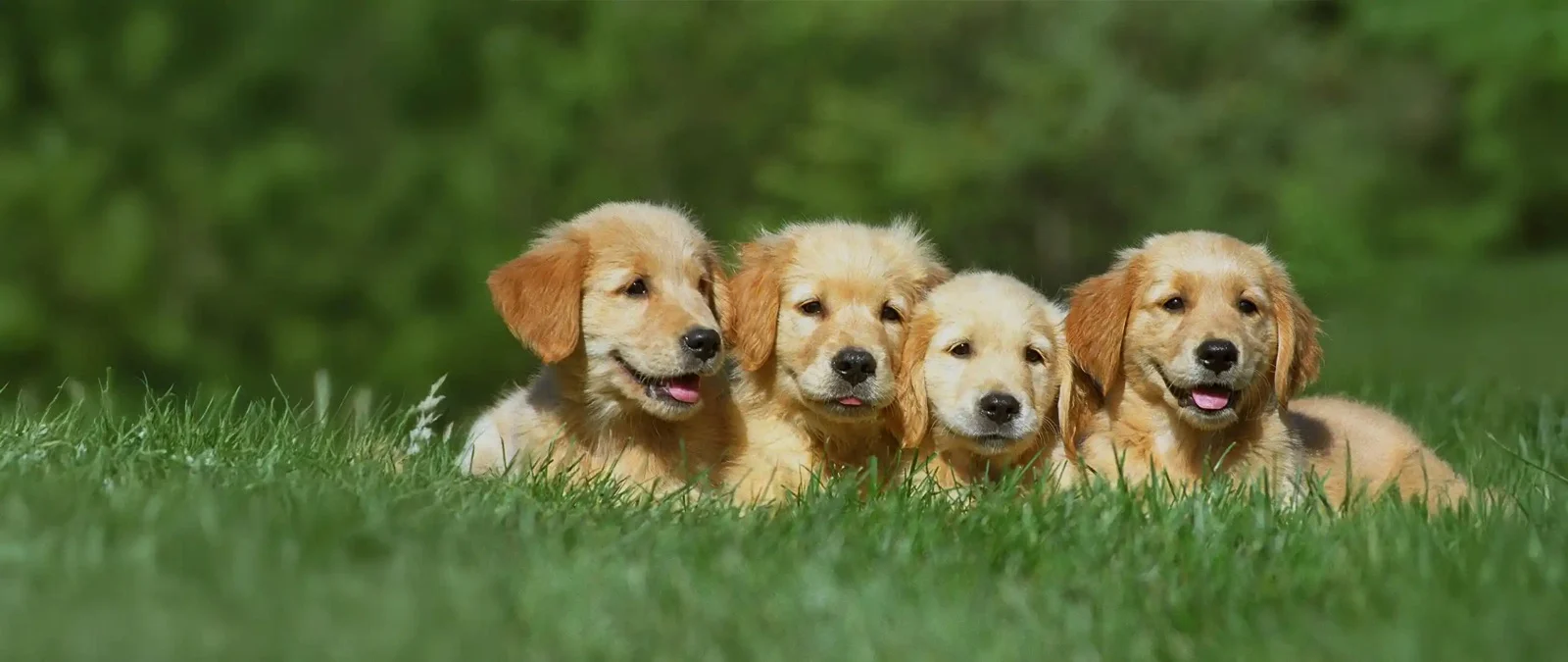 Puppies lying on the grass