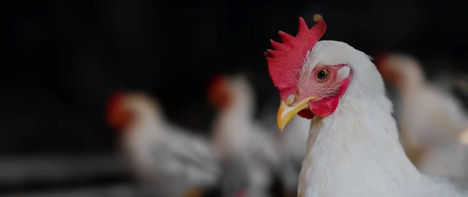 A hen in a poultry house