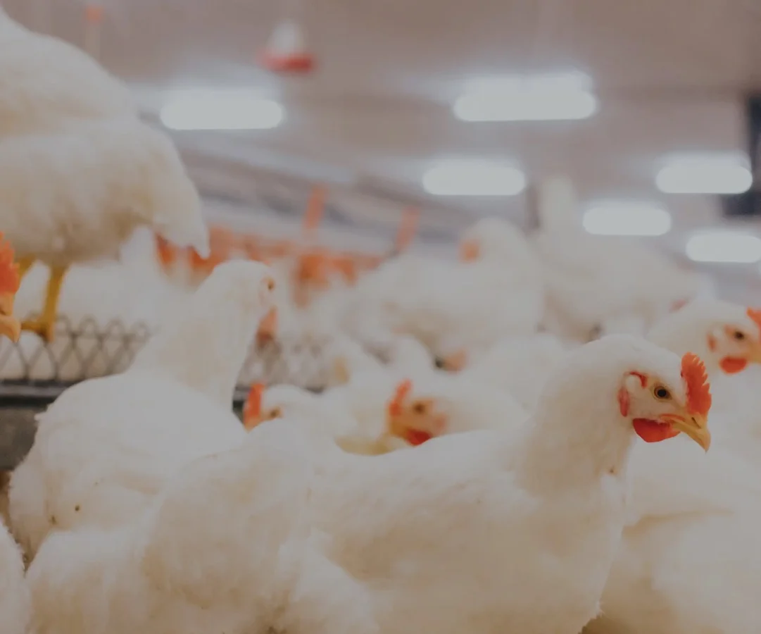Broiler chickens in a poultry house
