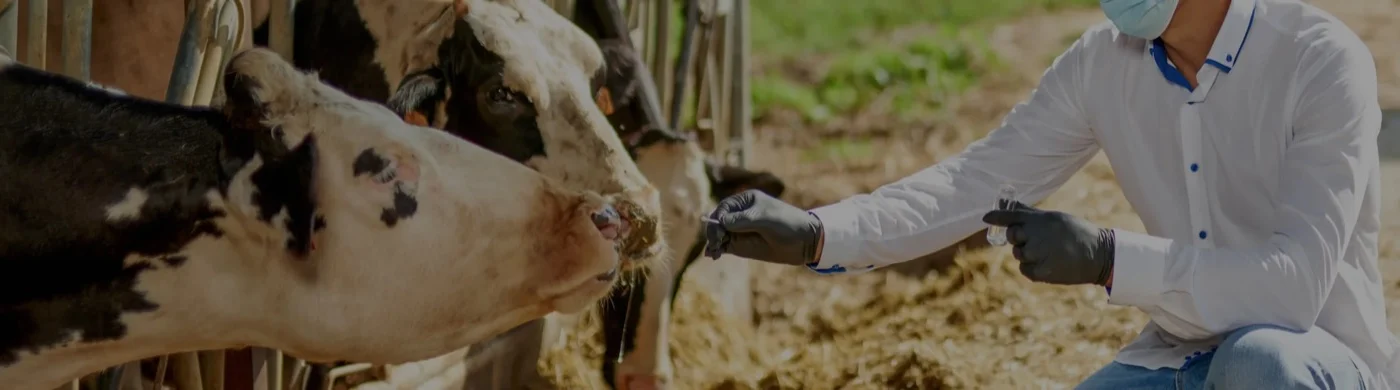 A veterinarian taking a sample from a cow