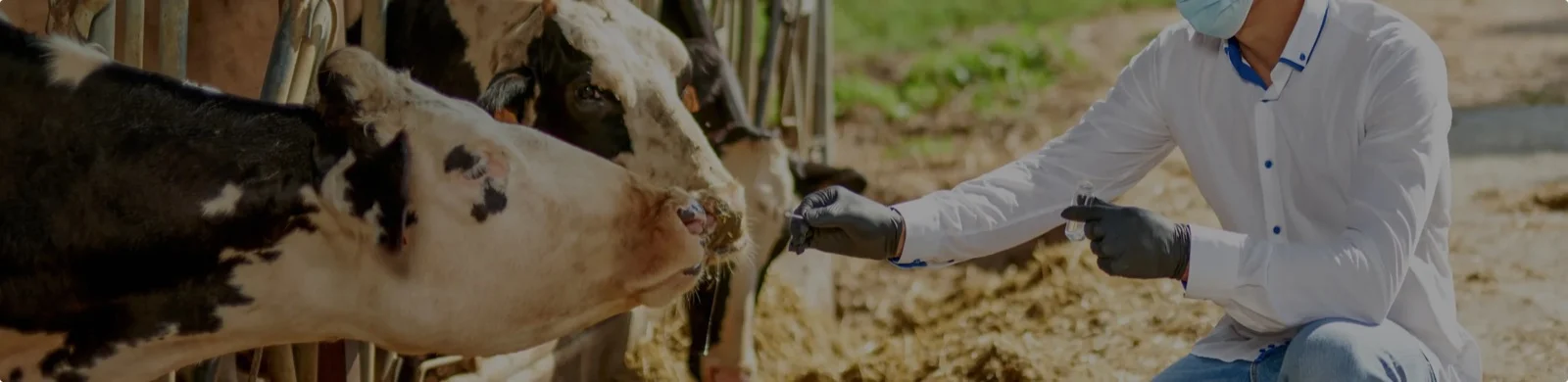 A veterinarian taking a sample from a cow